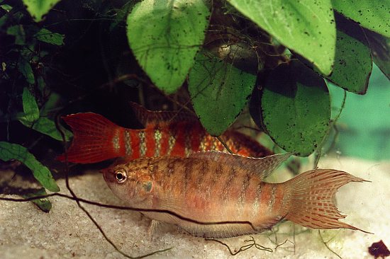 Macropodus opercularis (Pesce del Paradiso)