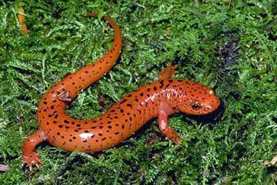 PSEUDOTRITON RUBER - Salamandra rossa
