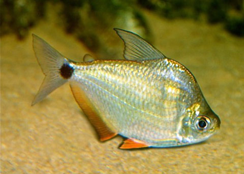Tetragonopterus chalceus