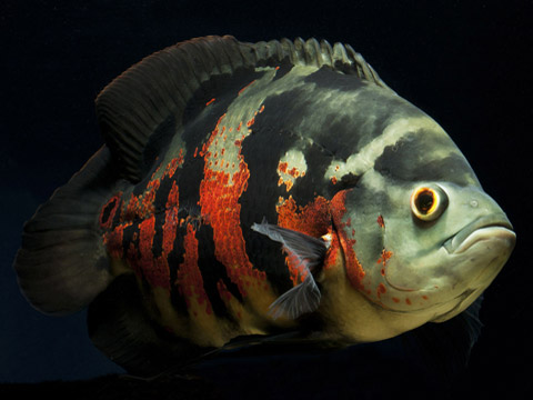 Astronotus ocellatus, Oscar, Famiglia: Cichlidae, CICLIDI PIU' GRANDI