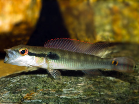 Crenicichla lepidota