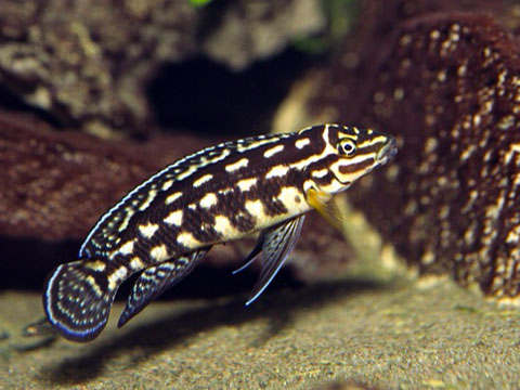 Julidochromis marlieri, Famiglia: Cichlidae, RIFT VALLEY