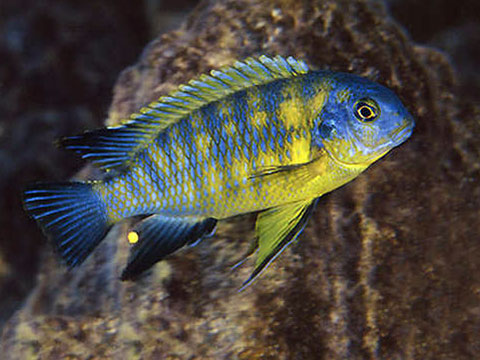 Pseudotropheus tropheops, Famiglia Cichlidae, RIFT VALLEY