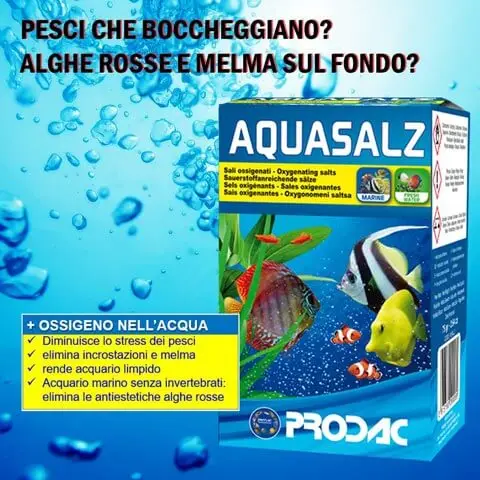 Le alghe in acquario, cause e rimedi