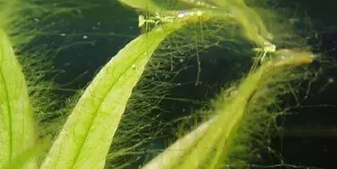 Le alghe in acquario, cause e rimedi