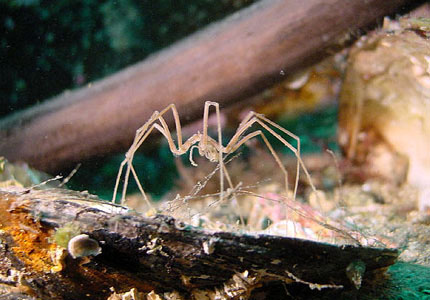 Mondo marino - Ragni marini Nymphon -video