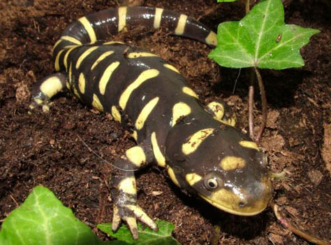 Salamandra acquario