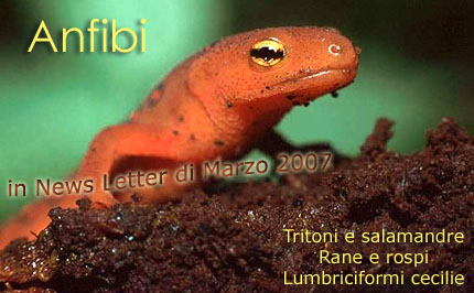 ANFIBI, Tritoni e salamandre, Rane e rospi - Lumbriciformi cecilie