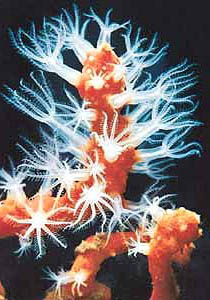 Coralli nel Mediterraneo corallo rosso