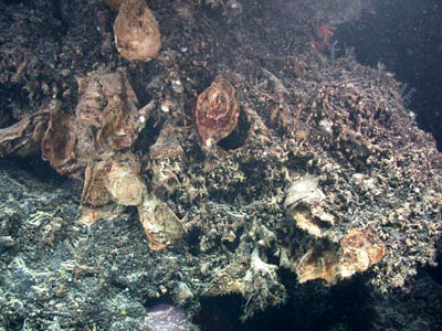 ostrica e' una specie la cui collocazione sistematica Neopycnodonta sp